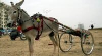 Bijli the name of Donkey was connected with the cart for the race among 40 other competent donkeys