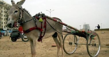 Bijli the name of Donkey was connected with the cart for the race among 40 other competent donkeys