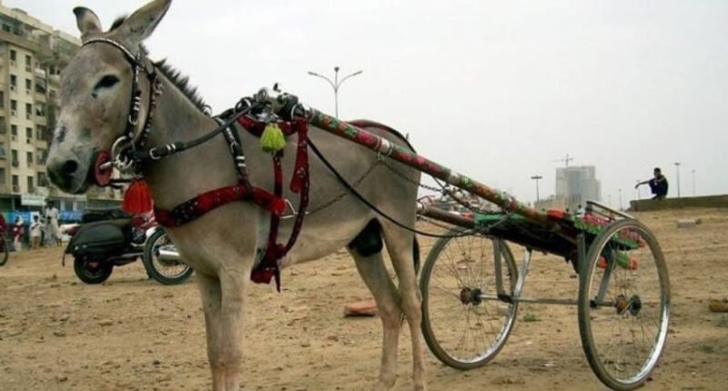 Bijli the name of Donkey was connected with the cart for the race among 40 other competent donkeys